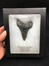 Load image into Gallery viewer, Shark Tooth Fossil