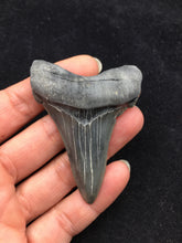 Load image into Gallery viewer, Shark Tooth Fossil